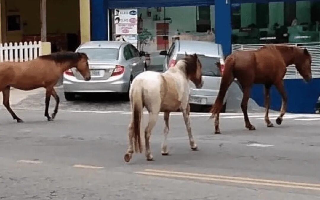 Proteção aos Animais é proteção a todos